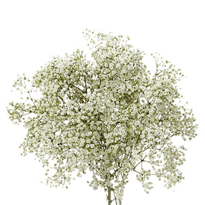 Baby’s Breath (White)