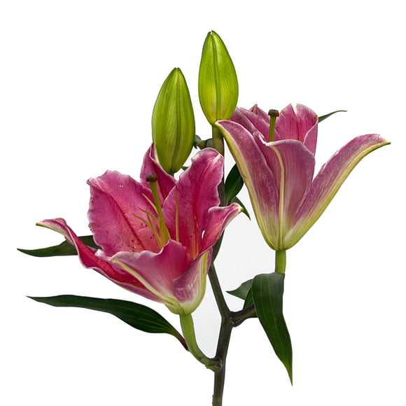 Anthurium Lily