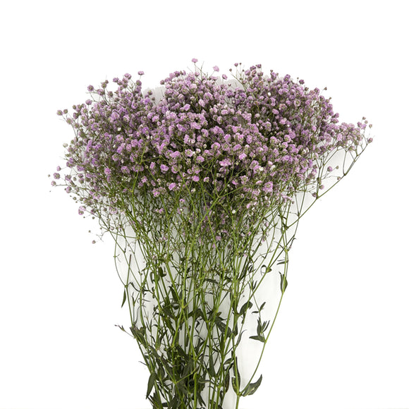 Baby’s Breath (Purple)