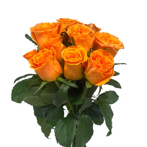 Cancer Rose