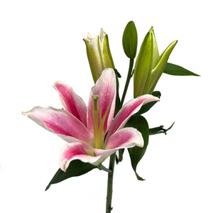 Robina Lily