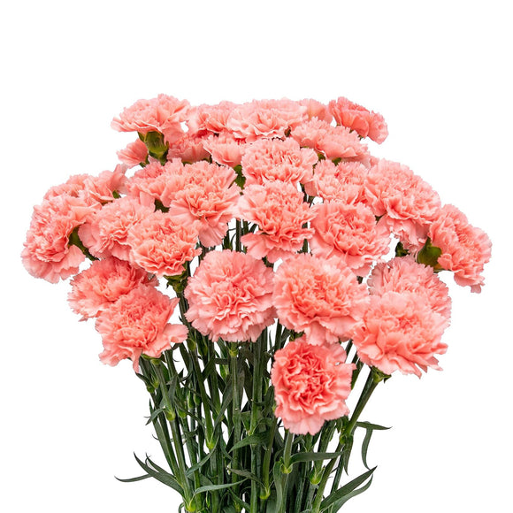 Carnation (Pink)